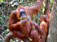 Borneo i Sumatra – zielona ostoja natury